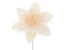 Poinsettia LM