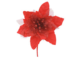 Poinsettia GM