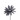  br/ Aster glitzergrau
