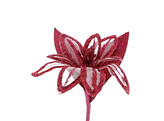 Clematis glitter GM fuchsia