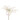 Clematis glitter GM wit
