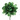 Camelia shiny LM dark green