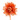 Camelia shiny LM salmon
