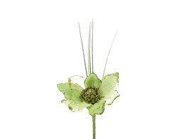 Anemone d hiver vert