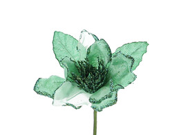 Anemone emeraude