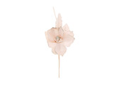 Helloborus  Winter  cream pink
