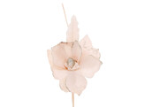 Helloborus  Winter  cream pink