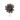 Aster  Queen  glanzend braun-silber