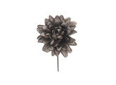 Aster  Queen  shiny brown-silver