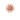 Aster  Queen  glanzende nude Farbe