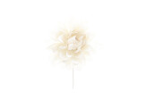 Aster  Queen  shiny white