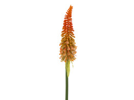  Kniphofia  rood - oranje op steel 85cm