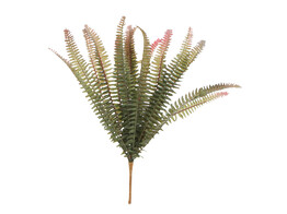 Varen  Fern  bundel groen - bruin 32cm