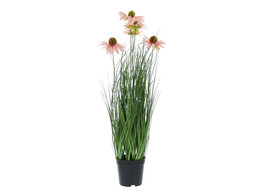 Rudbeckia grass  in pot 60cm roze