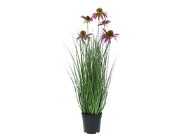  Rudbeckia grass  in pot 60cm krokus