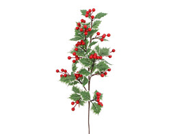 Holly branch with leafs and berries