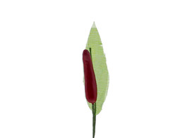1 sweet pepper with leaf