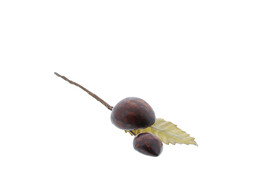 2 marrons avec feuille