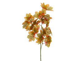 Branche de feuilles d automne
