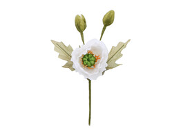 Mohn wei 