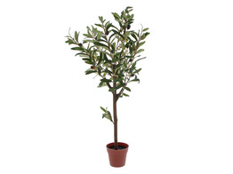  Olive  mini olijfboom in pot 65 cm