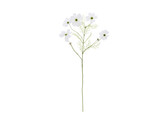  Cosmos  branche 75 cm blanc