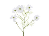  Cosmos  branche 75 cm blanc