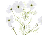  Cosmos  branche 75 cm blanc