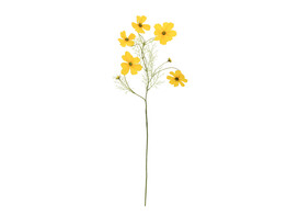  Cosmos -Zweig  75 cm gelb